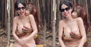 大木瓜姐姐慘遭襲胸！猩猩獸性大發伸手捧奶　網友直喊羨慕【EV棋牌】-EV棋牌