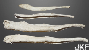 網友都崩潰啦!研究指出……「人類確實是3分鐘內的物種之一」(這叫人情何以堪【EV棋牌】-EV棋牌