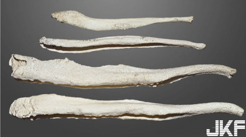 網友都崩潰啦！研究指出……「人類確實是3分鐘內的物種之一」（這叫人情何以堪【EV棋牌】-EV棋牌