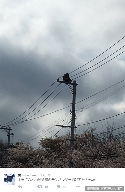 仙台動物園黑猩猩逃走中大騷動!