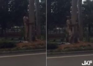 人樹交!美男全裸抱樹幹 雙腳夾緊前後擺動嚇壞路人【EV棋牌】-EV棋牌