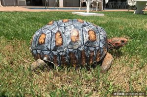 沒有殼要被安樂死的烏龜，因為3D列印又能再活100年啦【EV棋牌】-EV棋牌