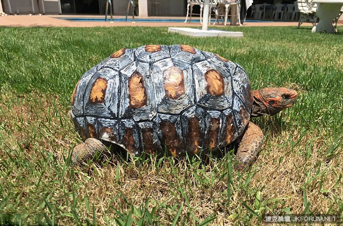 沒有殼要被安樂死的烏龜，因為3D列印又能再活100年啦【EV棋牌】-EV棋牌