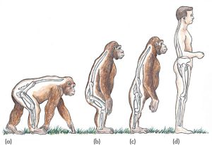 人類性愛演化新觀點!原來我們不再四肢著地行動是為了展現「雄風」啊【EV棋牌】-EV棋牌