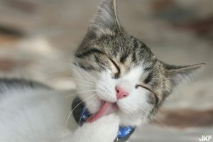 什麼節日讓日本人搶著露事業線？整件衣服只開那個洞好讓人好害羞【EV棋牌】-EV棋牌