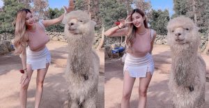 草尼馬真的好大！巨乳姐姐和巨型羊駝合照　網友：旁邊是雙峰駱駝？【EV棋牌】-EV棋牌