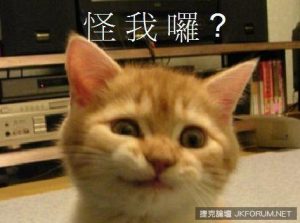 超療癒喵星人演繹人類生活　主人公快被萌翻啦【EV棋牌】-EV棋牌